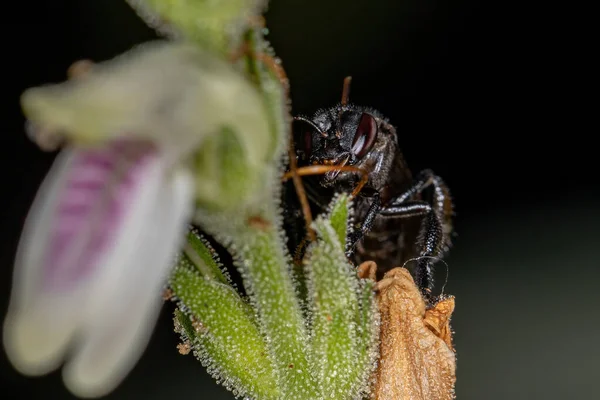 Adulte Weibliche Stachellose Biene Der Gattung Trigona Auf Einer Blume — Stockfoto