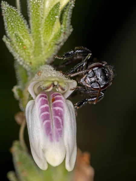 Dorosła Samica Bezwzględna Pszczoła Rodzaju Trigona Kwiatach Gatunku Justicia Glischrantha — Zdjęcie stockowe