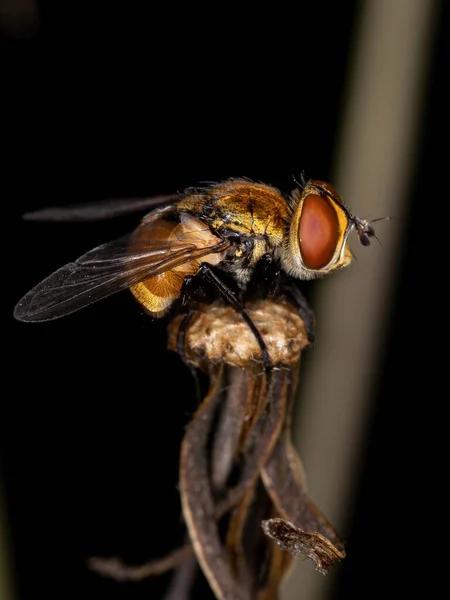 Volwassen Haarvlieg Van Familie Tachinidae — Stockfoto