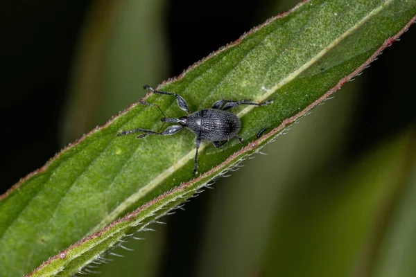 Dorosły Prosto Pyskaty Weevil Podrodziny Nanophyinae — Zdjęcie stockowe