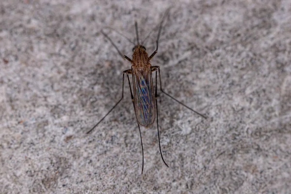 Mosquito Culicine Adulto Gênero Culex — Fotografia de Stock