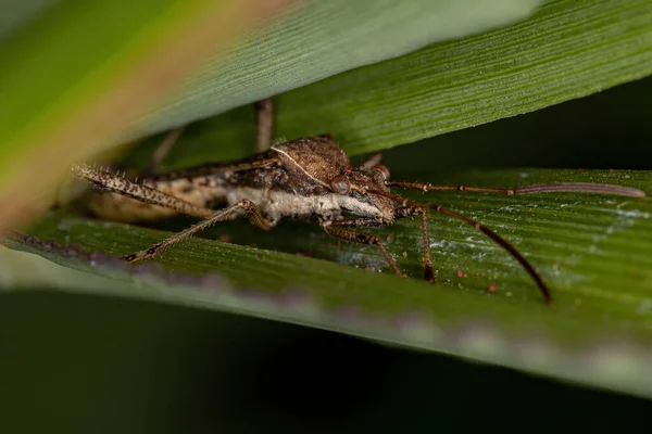 Bug Broad Headed Adulto Espécie Neomegalotomus Parvus — Fotografia de Stock