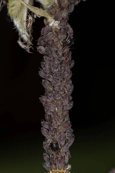 家族の小さな黒いアブラムシ Aphididae — ストック写真