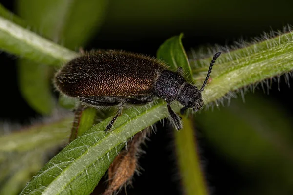 Ενηλίκων Long Jointed Beetle Του Είδους Lagria Villosa — Φωτογραφία Αρχείου