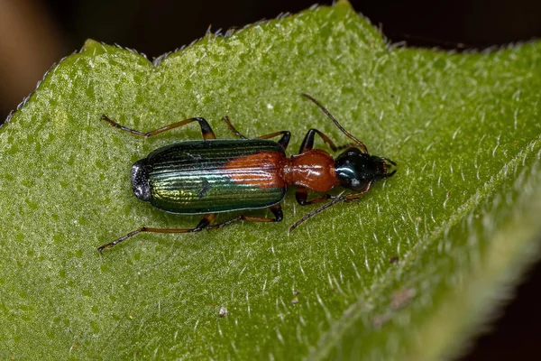 Escarabajo Terrestre Adulto Del Género Calleida — Foto de Stock
