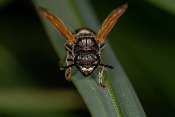 Erwachsene Honigwespe Der Gattung Brachygastra — Stockfoto