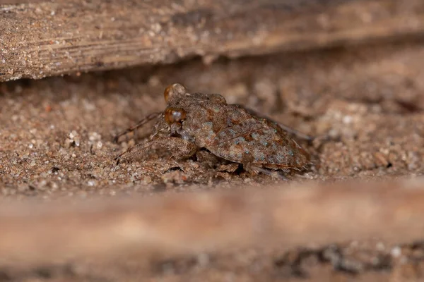 Sapo Adulto Bug Del Género Gelastocoris Camuflado Suelo —  Fotos de Stock