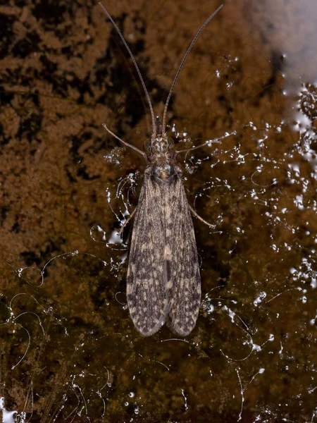 Adulto Caddisfly Inseto Ordem Trichoptera — Fotografia de Stock