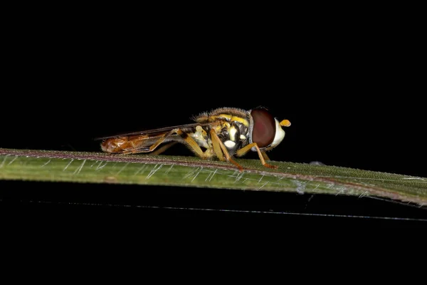 Adult Typical Hover Fly Της Υποοικογένειας Syrphinae — Φωτογραφία Αρχείου