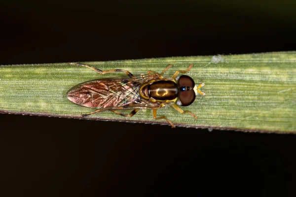 Adult Typical Hover Fly Της Υποοικογένειας Syrphinae — Φωτογραφία Αρχείου