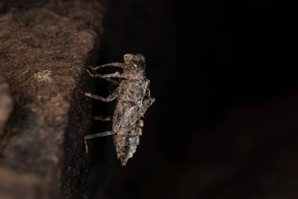 Damselfly Εντόμων Molt Της Zygoptera Suborder — Φωτογραφία Αρχείου