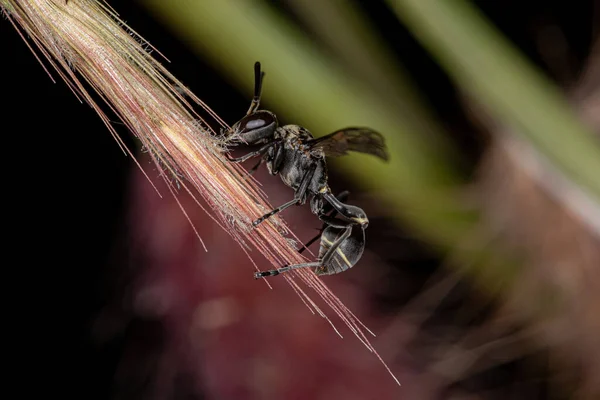 Adult Paper Wasp Του Genus Metapolybia — Φωτογραφία Αρχείου