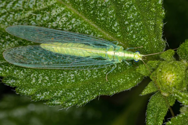 Dospělí Typická Zelená Krajka Podčeledi Chrysopinae — Stock fotografie