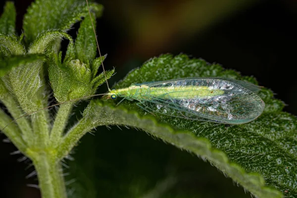 Typisch Groene Vleugel Van Onderfamilie Chrysopinae — Stockfoto