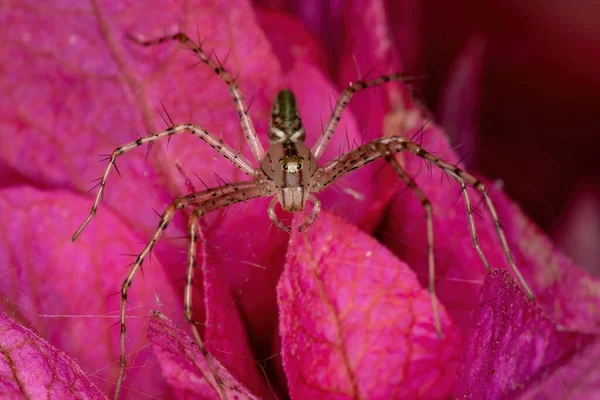 Small Lynx Spider Species Peucetia Rubrolineata — Stock Photo, Image