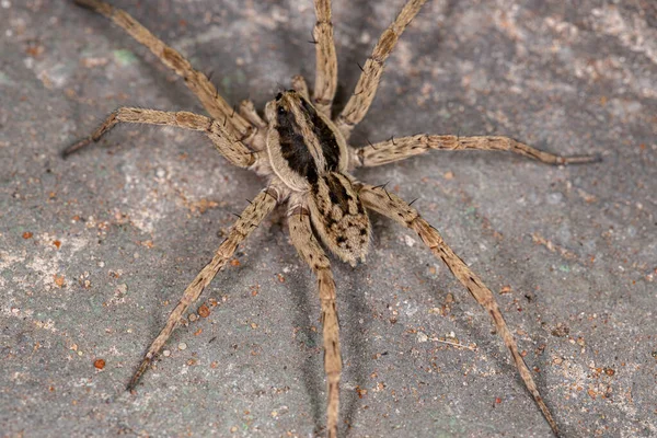 Aranha Lobo Adulto Família Lycosidae — Fotografia de Stock