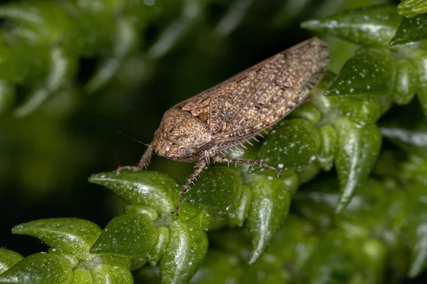 Pequeno Leafhopper Típico Tribo Gyponini — Fotografia de Stock
