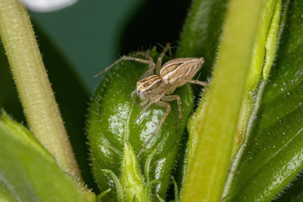 Lince Listrado Aranha Espécie Oxyopes Salticus — Fotografia de Stock