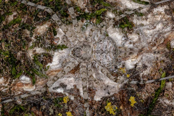 Aranha Longspinneret Adulta Família Hersiliidae — Fotografia de Stock