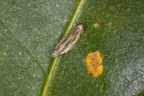Malý Typický Leafhopper Kmene Scaphytopiini — Stock fotografie