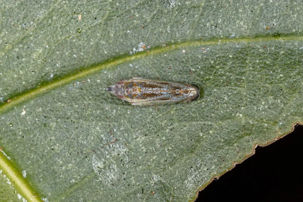 Malý Typický Leafhopper Kmene Scaphytopiini — Stock fotografie