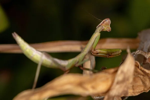 Genus Oxyopsisの小さなMantid Nymph — ストック写真