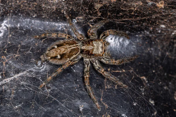 Salto Pantropicale Femminile Adulto Spider Della Specie Plexippus Paykulli — Foto Stock