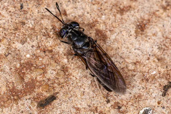 Mosca Soldado Negro Espécie Hermetia Illucens — Fotografia de Stock