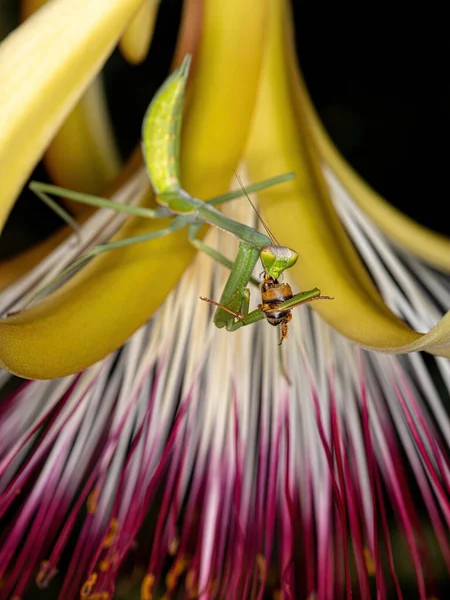 Pequena Ninfa Mantida Gênero Oxyopsis Presa Uma Abelha Mel Ocidental — Fotografia de Stock