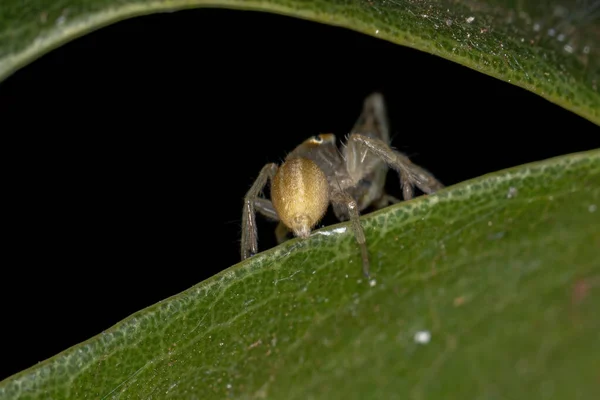 Genus Chiraの小さなジャンピングスパイダーは 部族Scaphytopiiniの小さな典型的なリーフホッパーで祈っています — ストック写真