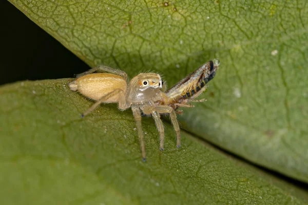 Small Jumping Spider Genus Chira Preying Small Typical Leafhopper Tribe — Stock Photo, Image