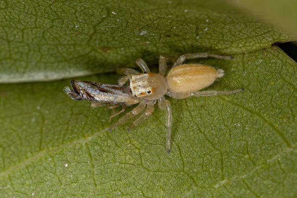 Malý Skákající Pavouk Rodu Chira Lovící Malém Typickém Listonoši Kmene — Stock fotografie