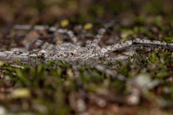 Дорослий Павук Родини Hersiliidae — стокове фото
