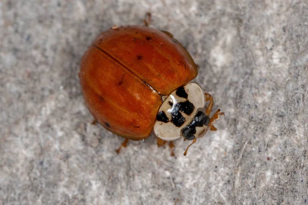 Coccinelles Asiatiques Images Libres De Droit Photos De Coccinelles Asiatiques Depositphotos
