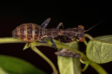 Metaphotina cinsinden Acontistid Mantis Nymph