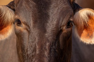 Brezilya 'da bir çiftlikte seçici odaklı inek