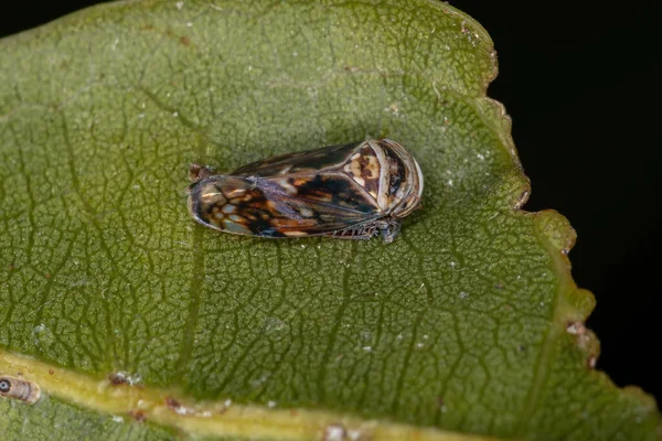 Leafhopper Tipic Mic Subfamiliei Deltocephalinae — Fotografie, imagine de stoc