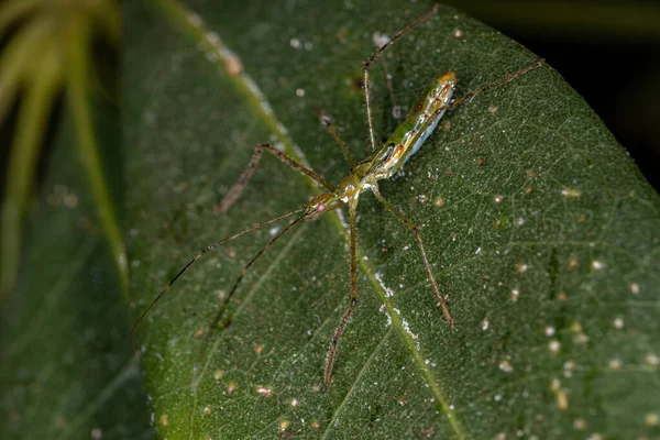 Assassin Bug Nymph Tribe Harpactorini — стокове фото