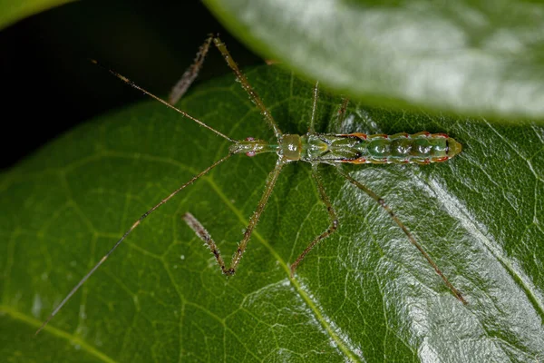 Assassin Bug Nymph Från Stammen Harpactorini — Stockfoto