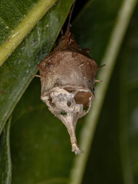 Longspinneret Spider Egg Case Family Hersiliidae — 스톡 사진