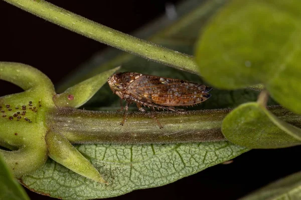 Malý Typický Leafhopper Podčeledi Deltocephalinae — Stock fotografie