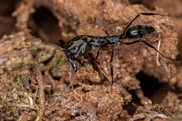 Odontomachus Cinsinin Yetişkin Tuzak Çene Karıncası — Stok fotoğraf