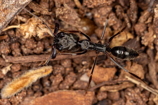 Odontomachus cinsinin Yetişkin Tuzak Çene Karıncası