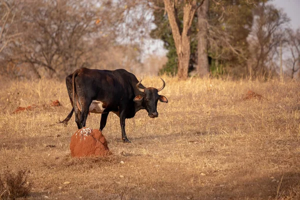 Kuh Einem Brasilianischen Bauernhof Mit Selektivem Fokus — Stockfoto