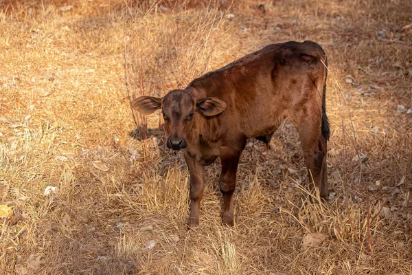Vaca Uma Fazenda Brasileira Com Foco Seletivo — Fotografia de Stock