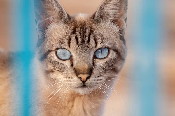 Hauskatzengesicht Nahaufnahme Mit Selektivem Fokus — Stockfoto