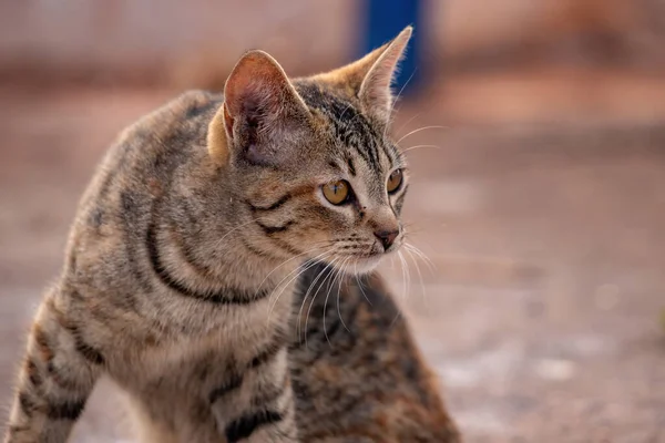 Huiskat Gezicht Close Met Selectieve Focus — Stockfoto