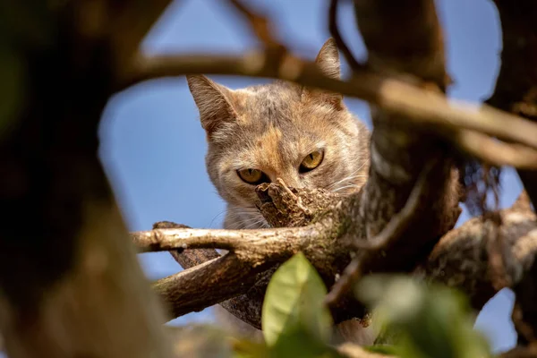 Wilde Hauskatze Auf Einem Baum Mit Selektivem Fokus — Stockfoto