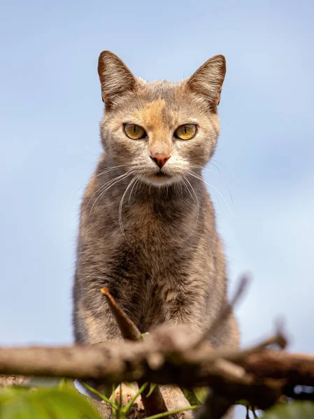 選択的フォーカスを持つ木の上に野生の国内猫 — ストック写真