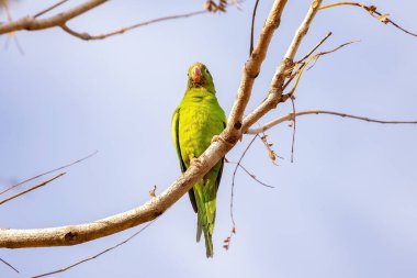 Brotogeris chiriri türünün sarı sembollü muhabbet kuşu.